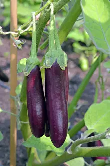 200620: Aubergines variety Little Fingers. Also known