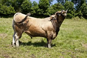 Speaking: Aubrac bull meadow grass France