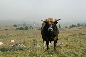 Tauruses: Aubrac bull in a meadow in Lozere France
