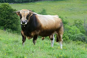 Tauruses: Aubrac bull in a meadow in Lozere France