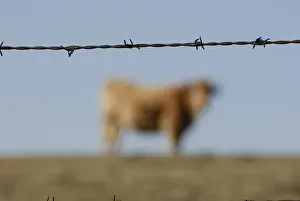 Unsharp: Aubrac cow barbed wire Saint-Flour Auvergne France