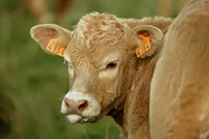 Aubrac: Aubrac Cow - Calf