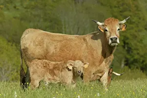Aubrac: Aubrac Cow with calf in field