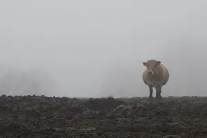 Mists: Aubrac cow in the fog Contraindications strengths Aubrac