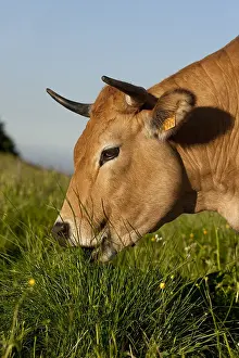 Aubrac: Aubrac cow grazing in a meadow Aveyron France