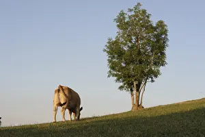 Swallowing: Aubrac cow grazing near an ash in late summer France