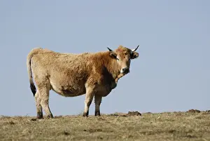 Aubrac: Aubrac cow winter Saint-Flour Auvergne France