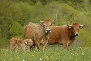 Aubrac: Aubrac Cows - with calf