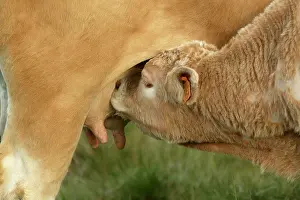 Teets: Aubrac Cows - calf suckling