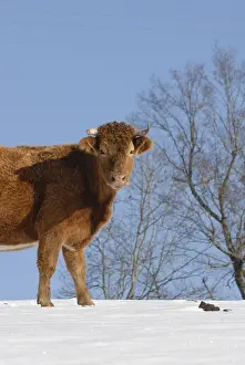 Aubrac: Aubrac Heifer two years in the snow France