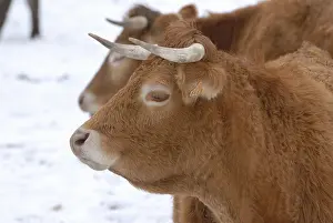 Aubrac: Aubrac heifers cross two years in winter France