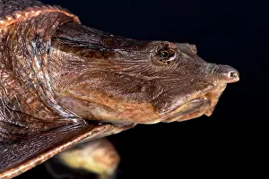 Angola: Aubry's flapshell turtle (Trionychidae), Democratic