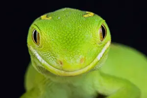 Auckland: The Auckland green gecko (Naultinus elegans) is