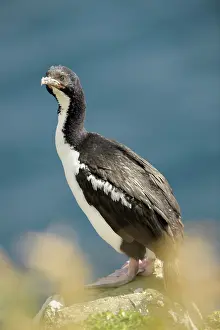 Leucocarbo: Auckland Island shag