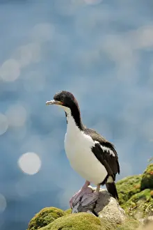 Leucocarbo: Auckland Island shag
