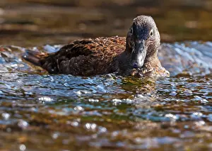 Renato Granieri: Auckland Islands Teal in the water