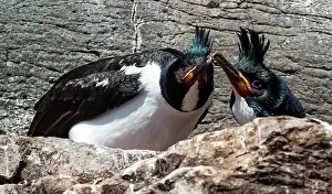 Auckland: Auckland Shag adult male and female at nest