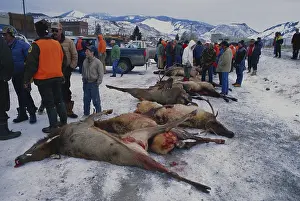 Selling: Auctioning Poached Game