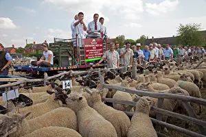 Selling: Auctioning Sheep from horse and cart