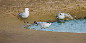 Audouinii: Audoiuns Gull - adults drinking fresh water