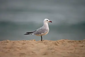 Audouins: Audouin's Gull