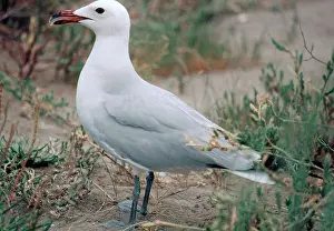 Seagulls: Audouin's Gull