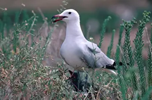 Seagulls: Audouin's Gull
