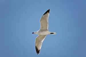 Majorca: Audouins Gull - adult summer gull - in flight