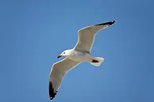 Majorca: Audouins Gull - adult summer gull - in flight