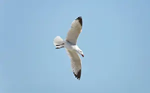 Majorca: Audouins Gull - adult summer gull - in flight