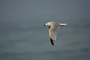 Audouins: Audouin's Gull in flight