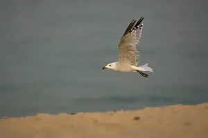 Audouins: Audouin's Gull in flight
