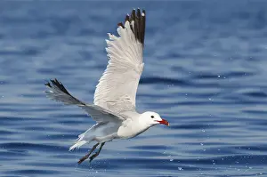 Gull: Audouin's Gull (Ichthyaetus audouinii) flying