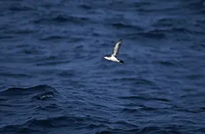 Shearwater: Audubon's Shearwater