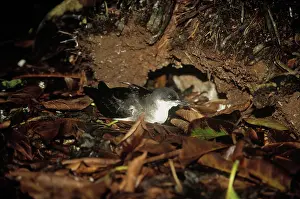 Shearwater: Audubon's Shearwater