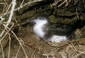 Gillean White: Audubon's Shearwater - on nest