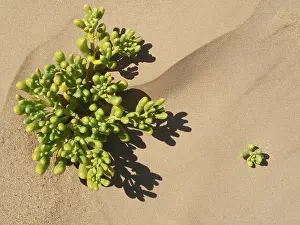 Grows: Augea capensis - succulent plant that grows in arid regions