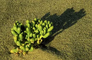 Succulents: Augea capensis - Succulent plant of the Namib Desert