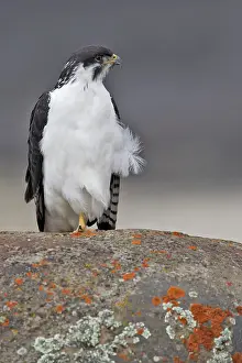 Rufofuscus: Augur Buzzard