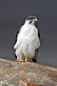Rufofuscus: Augur Buzzard
