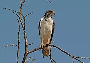 Augur: Augur Buzzard