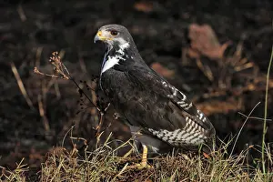 Buzzards: Augur Buzzard