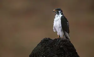 Augur: Augur Buzzard