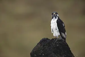 Augur: Augur Buzzard