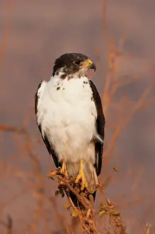Augur: Augur Buzzard (Buteo augur)on a branch, Tsavo East