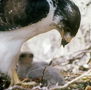 Augur: Augur Buzzard - feeding chick at nest