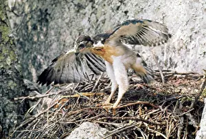 Rufofuscus: Augur Buzzard - fledgling at nest