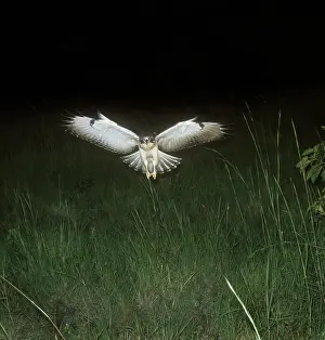 Augur: Augur Buzzard - in flight
