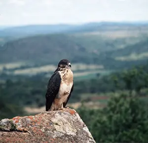 Augur: AUGUR BUZZARD - immature, perched on rock