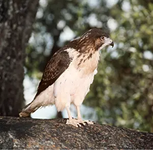 Augur: AUGUR BUZZARD - immature, in tree